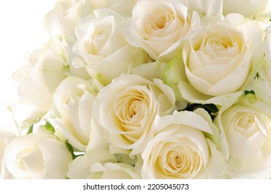 Big Bunch Of White Roses On White Background 