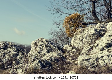Big bunch of yellow mistletoe in bare tree on rock. There is a blue sky in the background. Cold colors. Bohemia, South Moravia, Pálava.