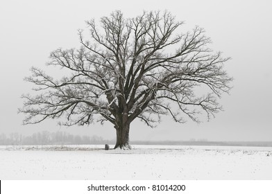 63,750 Winter oak tree Images, Stock Photos & Vectors | Shutterstock