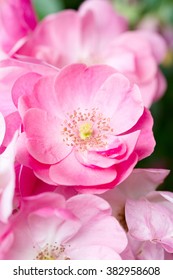 Big bush of the blossoming pink roses