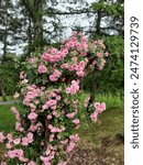 Big bush of climbing pink rose flowers. Rosa "John Davis"