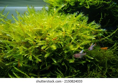 big bush of common water moss and aquatic plants in a beautiful freshwater ryoboku aquascape detail, Amano style planted aquadesign, vivid colors in bright LED light, professional aquarium care - Shutterstock ID 2150824033