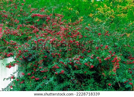 the big bush of the red cotoneaster