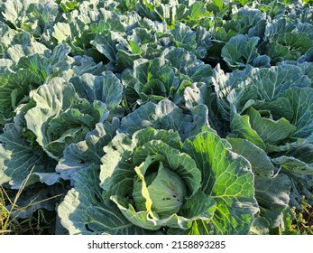 The Big cabbage field is planted has green cabbage trees planted in the soil   in organic farm, no chemicals. Scientific name Brassica oleracea var.capitata leaves are commonly used in cooking.
