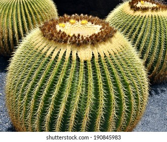Big Cactii.
