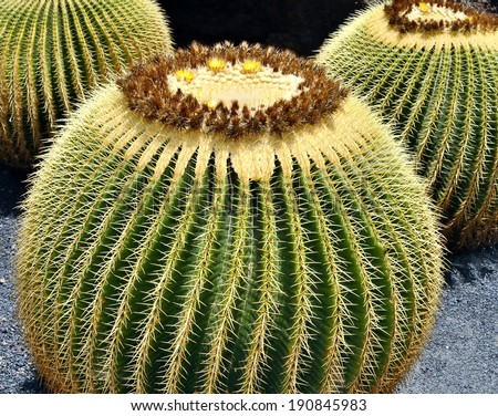 Big Cactii.