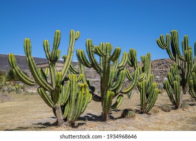 Big Cactus in the desert - Powered by Shutterstock