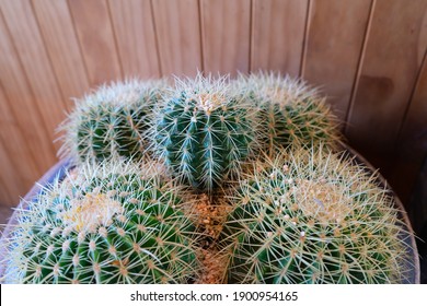 Big Cactus Grow Drought Area Of Flowerpot With Wall Wooden Background In The Building.Cactus Have Thorn For Reduce Dehydration So It Is Succulent Plant.