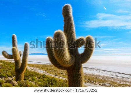 Similar – Image, Stock Photo Salt desert Salar de Uyuni