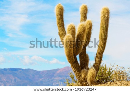 Similar – Image, Stock Photo Salt desert Salar de Uyuni