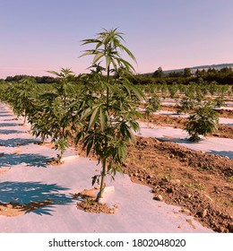 Big Canabis Field Cultivation Outdoors