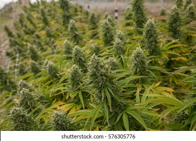 Big Cannabis Buds In A Field