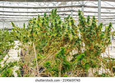 Big Cannabis Flower Buds That Are Drying Into A Commercial Hemp Farming Greenhouse. Medical Cannabis, Marijuana Plants Grown In A Greenhouse Cultivation.