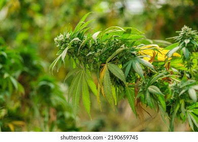 Big Cannabis Flower Buds That Are Drying Into A Commercial Hemp Farming Greenhouse. Medical Cannabis, Marijuana Plants Grown In A Greenhouse Cultivation.