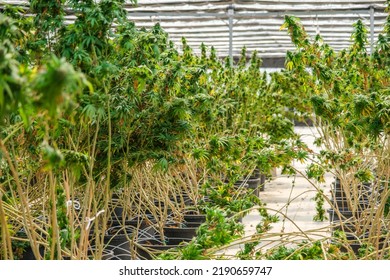 Big Cannabis Flower Buds That Are Drying Into A Commercial Hemp Farming Greenhouse. Medical Cannabis, Marijuana Plants Grown In A Greenhouse Cultivation.