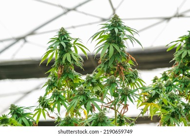 Big Cannabis Flower Buds That Are Drying Into A Commercial Hemp Farming Greenhouse. Medical Cannabis, Marijuana Plants Grown In A Greenhouse Cultivation.