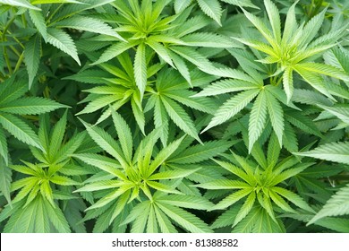 Big Cannabis Marijuana Plant Detail