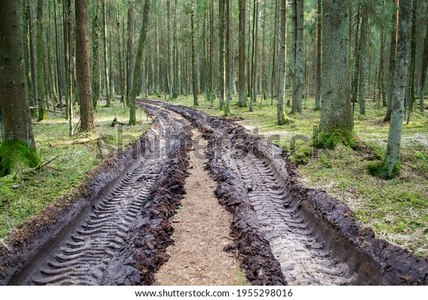 Big car tire print on\
ground. Traces of tractor or bulldozer tires in large mud. Imprint\
from wheels tracks. Deforestation and logging, forest clearing,\
timber removal.