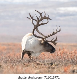 big caribou in alaska tundra