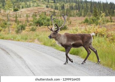 Big caribou is crossing the road in Denali National Park