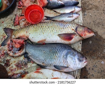 Big Carp Fish In Indian Fish Market For Sale Hd