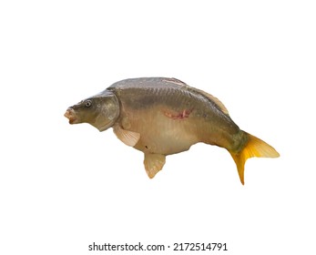 Big Carp Isolated On White Background