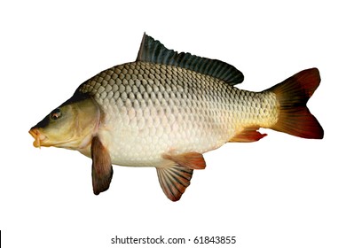 Big Carp Isolated On White Background