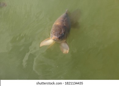 A Big Carp With A Sad Funny Face