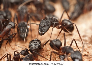 Big carpenter ants inside the nest, ant workers in colony, Morocco
