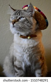 Big Cat Dressed Up For Cinco De Mayo