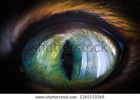 Similar – Image, Stock Photo All eyes on… Animal Pet