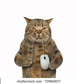 The big cat is holding a computer mouse in its teeth. White background.