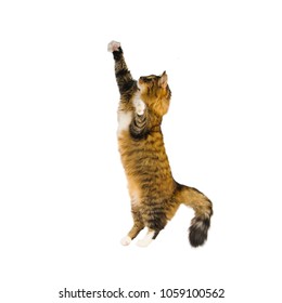 Adult Bengal Cat Jumping Freeze Action Stock Photo (Edit Now) 792631033