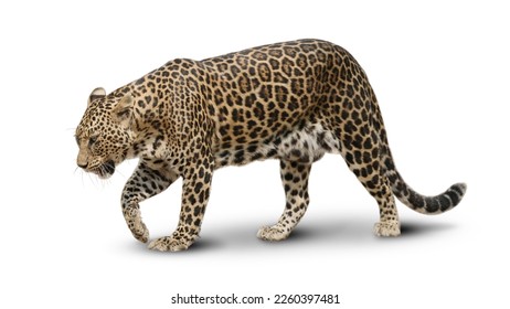 Big cat leopard  hunting in jungle isolated on white background. This has clipping path. - Powered by Shutterstock