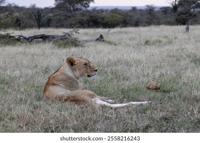 Big cat lioness resting in grass landscape. Taken in the Savannah Grasslands of Masai Mara National Reserve, Kenya, East Africa - Powered by Shutterstock