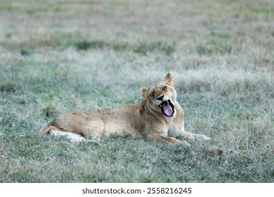 Big cat lioness yawning in grass landscape. Taken in the Savannah Grasslands of Masai Mara National Reserve, Kenya, East Africa - Powered by Shutterstock