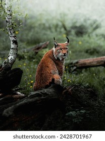 Big Cat Looking At Camera 