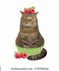 The Big Cat Looks Like A Cupcake. White Background.