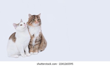 Big Cat next to a white small Cat isolated on a white background. Portrait of two cats. Animal friendship. Close up different two cats. Empty space for text. Pet care. Web banner. Valentine's Day - Shutterstock ID 2241265595