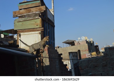 Big Cat On The Roof Of Jumping High