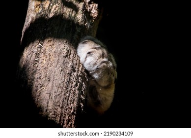 Big Cat Paw In The Spotlight Sunshine