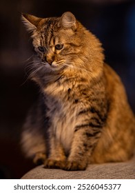 Big cat rase pixie-bob without tail, closeup.