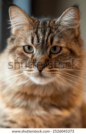 Big cat rase pixie-bob without tail, closeup.