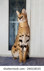 Big Cat Serval At Home