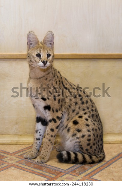 Big Cat Serval Home Stock Photo Edit Now