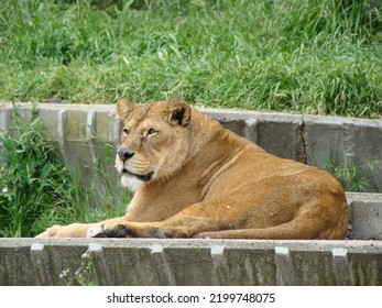 Big Cat Short Brown Hair Small Ears Large Whiskers Large Fangs Small Eyes Asian Long Tail Reddish Mane Waiting In The Shade Watching Carnivore Strategic Predators