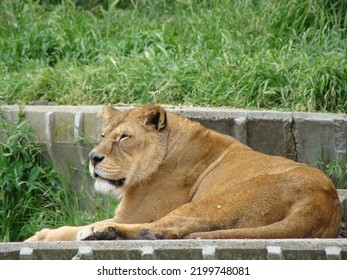 Big Cat Short Brown Hair Small Ears Large Whiskers Large Fangs Small Eyes Asian Long Tail Reddish Mane Waiting In The Shade Watching Carnivore Strategic Predators