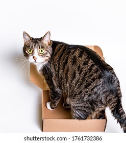 A Big Cat Is Sitting In A Small Cardboard Box. The Concept Of Delivery, Packaging