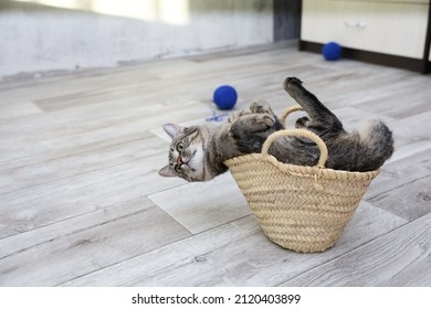 Big Cat Sitting In A Small Wicker Straw Basket