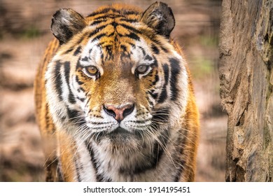大虎 の画像 写真素材 ベクター画像 Shutterstock